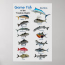 Recherche de fish posters Wildlife