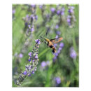 Recherche de la clairière posters Fleurs