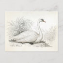 Recherche de cygne vintage cartes postales Illustration