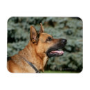 Recherche de deutscher magnets Schaferhund de deutscher