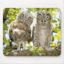 Recherche de oiseaux proie tapis souris Birding