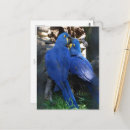 Recherche de oiseau perroquet cartes postales Amour