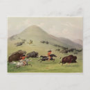 Search for native bison buffalo postcards 19th