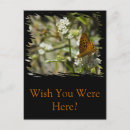 Recherche de papillons oranges cartes postales Nature