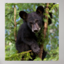 Recherche de ours noirs posters Oursons