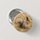Search for squirrel picture buttons Squirrels