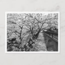 Search for black cherry postcards Sakura