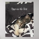 Search for sleeping cat posters Animals