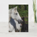 Search for warmblood cards Breed