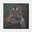 Search for recliner magnets Wildlife