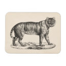 Search for sketched magnets Tiger