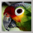 Search for colourful parrot posters Animals