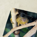 Search for tiny monkey Primate