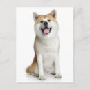 Recherche de inus shiba cartes postales Pour tous