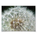 Search for dandilion Weed