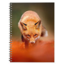 Search for fox notebooks Beautiful