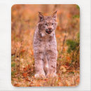 Search for bobcats mousepads Wild