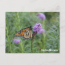 Recherche de butterfly cartes postales Butterflies