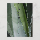 Recherche de macro cartes postales Floral