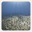 Search for reef stickers Wildlife