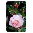 Recherche de fleur rouge magnets Rose