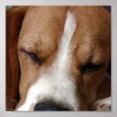 Search for snooze art Dog