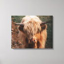 Search for highland cow canvas prints Coo