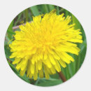 Search for yellow dandelion stickers Weeds