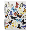 Search for butterfly notebooks Morpho