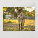 Recherche de burro Mexique