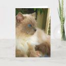 Search for ragdoll cat cards Feline