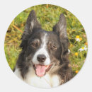 Search for pet friendly stickers White