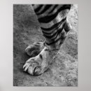 Search for white tigers art Artistic