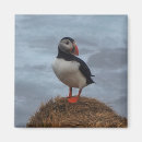 Recherche de jolis oiseaux magnets Faune