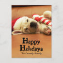 Search for dog sleeping photography One animal