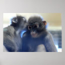 Recherche de singes mignons posters Faune