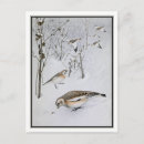 Search for blizzards postcards Nature