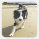 Search for dog running stickers Border collie