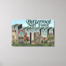 Search for bitterroot Montana