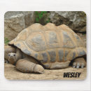 Recherche de zoo tapis souris Reptile