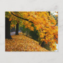 Search for autumn tree postcards Fall