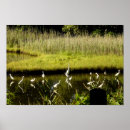 Search for egrets Serene