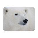 Search for danita delimont cards Bear