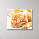 Search for ginger canvas prints Kitten