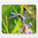 Search for dragon fly electronics Purple
