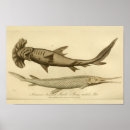 Recherche de requin marteau posters Poisson