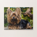 Search for yorkie puzzles Puppies