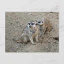 Recherche de suricates cartes postales Mignon
