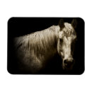 Recherche de cheval blanc noir magnets Animaux