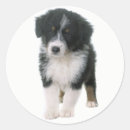 Search for cute australian shepherd dog stickers Aussie